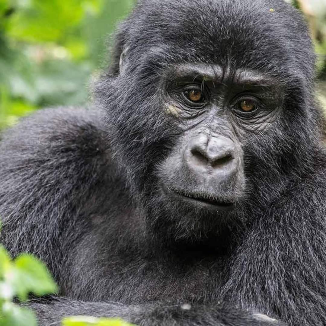 Gorilla Safari Lodge Rubuguli Екстер'єр фото