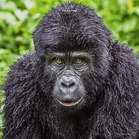 Gorilla Safari Lodge Rubuguli Екстер'єр фото